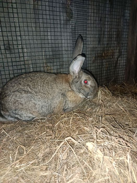 Królik samiec  z 2025r
