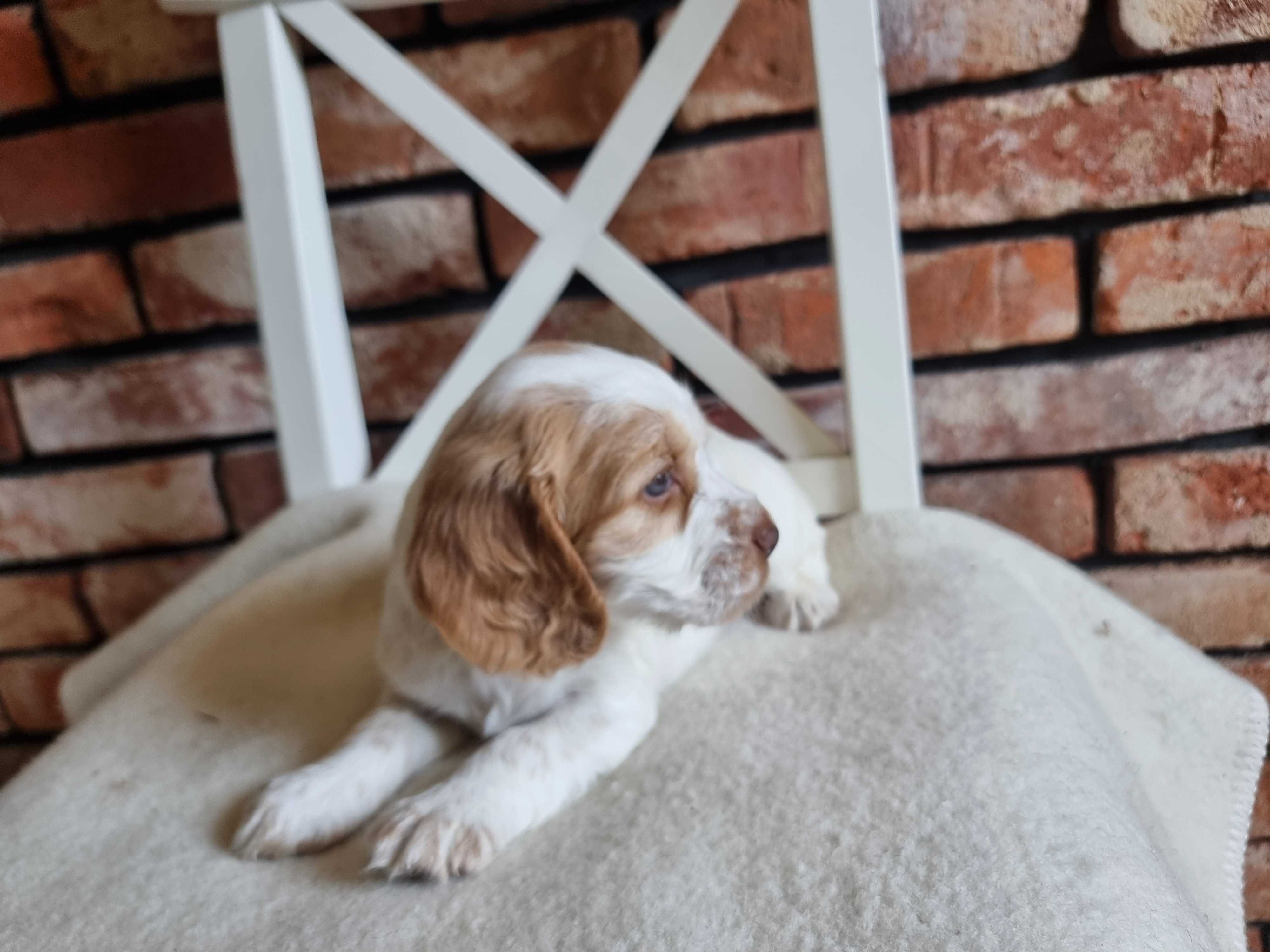 Cocker spaniel angielski śliczny szczeniaczek do odbioru