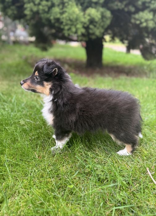 Owczarek szetlandzki ( sheltie )  FCI