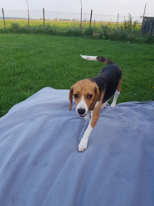 Beagle tricolor "FADO"