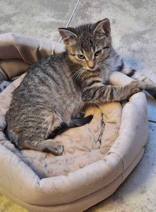 Dwaj przyjaciele szukają domu