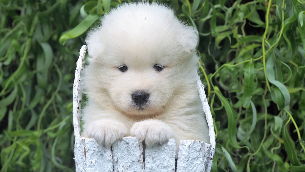 Samoyed, samojed, szczeniak, FCI, ZKwP, Krakow