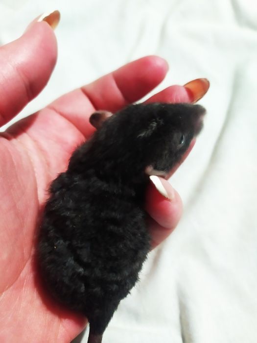 Дамбо Рекс кучеряві породисті крисинята, криса, щур, крысиня, крыски,