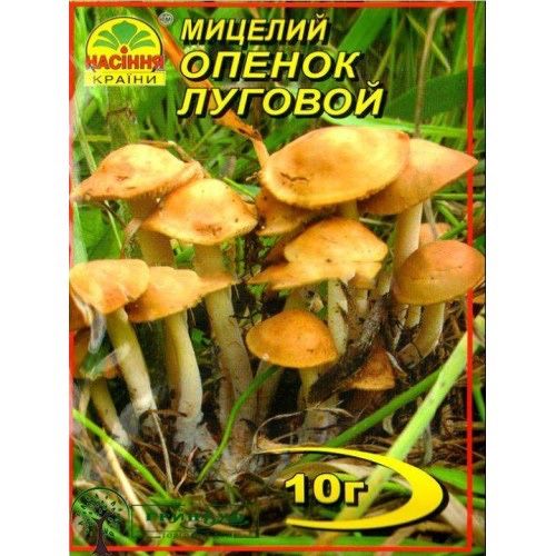 Мицелий опят разные виды