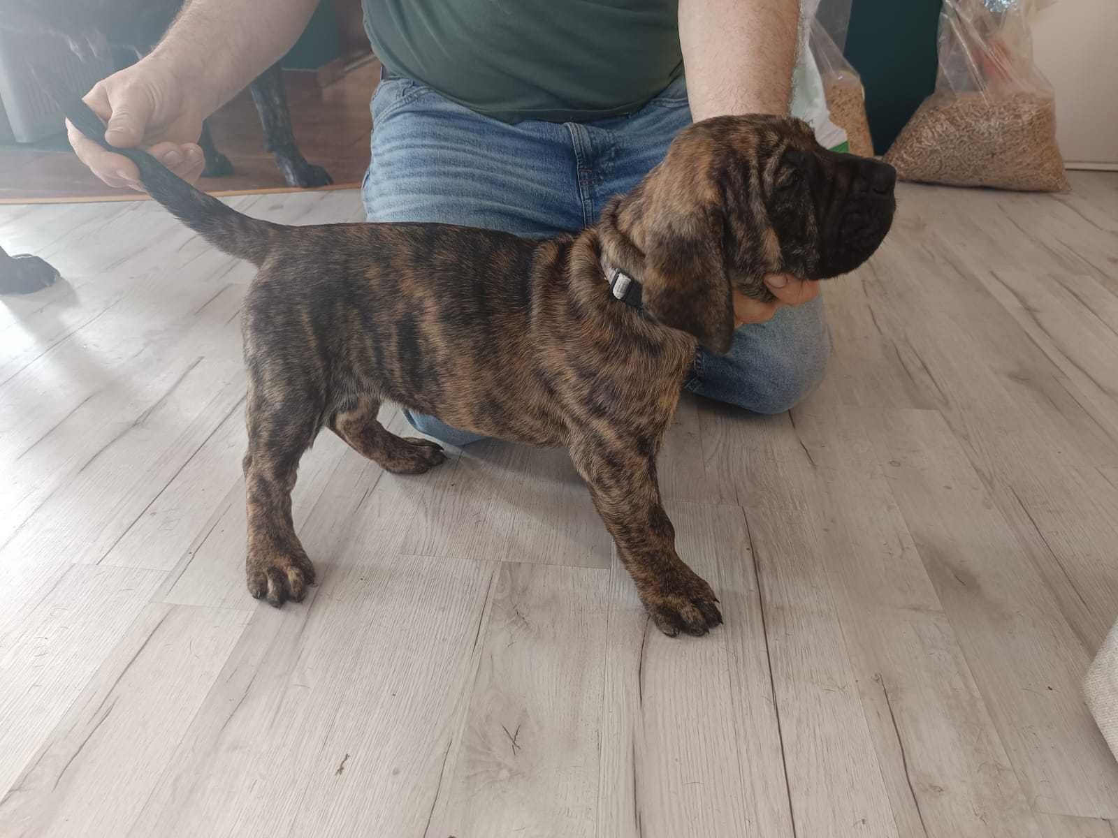 Szczeniak presa Canario