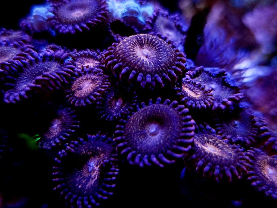 Koralowiec, koralowce akwarium morskie zoa zoanthus pandora skałka