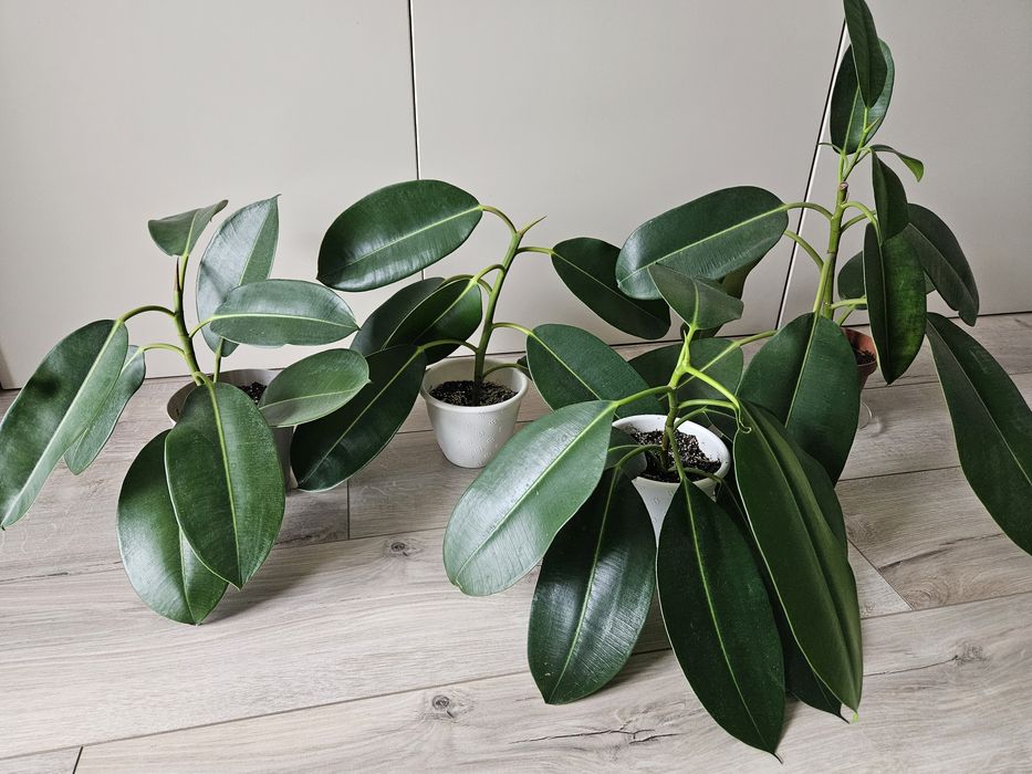 Фікус з великим листям. Саджанець посаджений у вересні 2025р