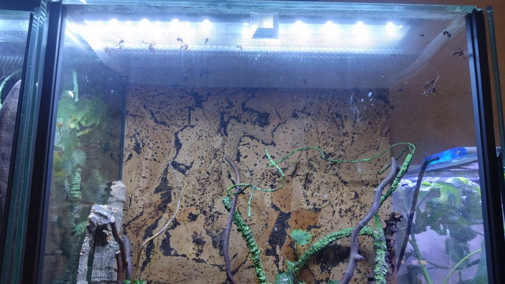 Phyllocrania paradoxa – modliszka liściogłowa  po zielonych