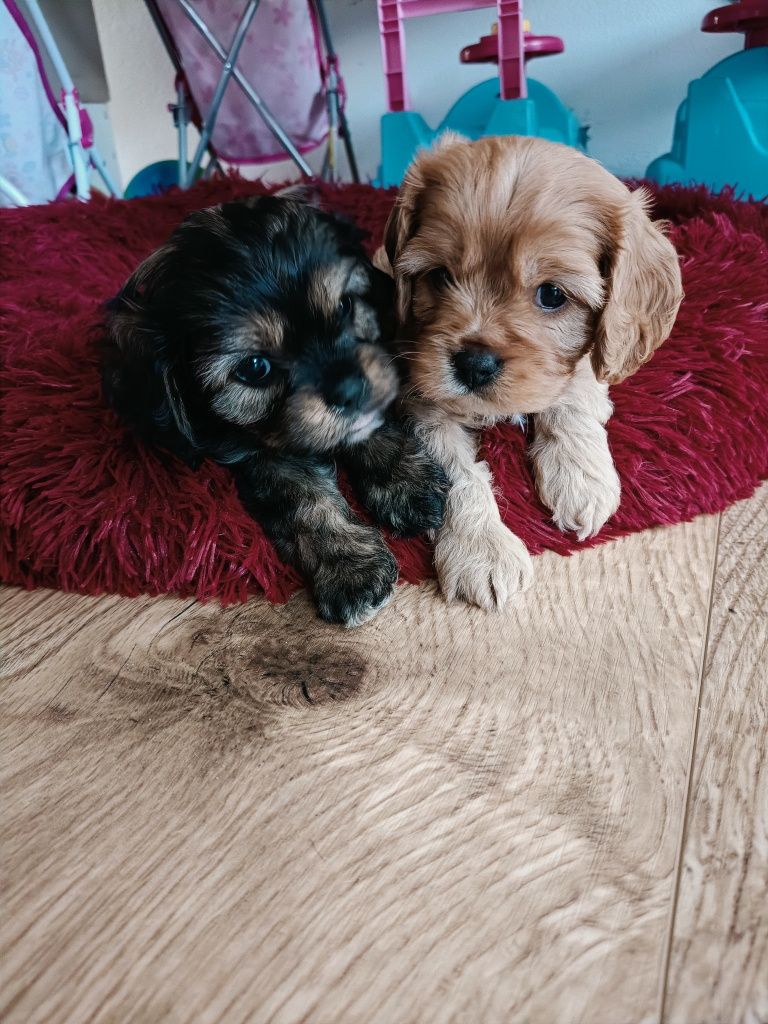 Cavapoo - rudy piesek