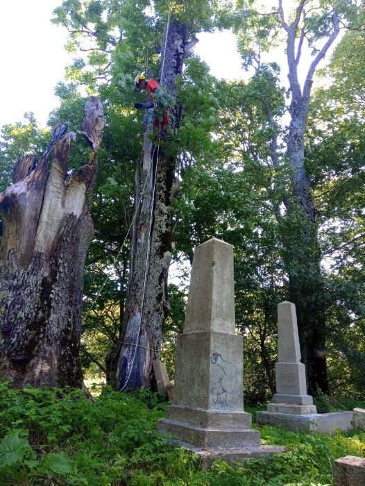 Wycinka i pielęgnacja drzew, usługi arborystyczne i wysokościowe