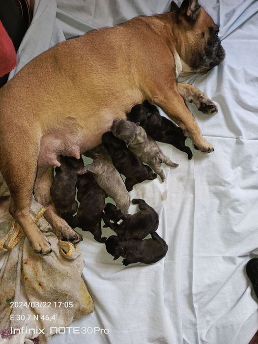 Французский бульдог. Вязка.