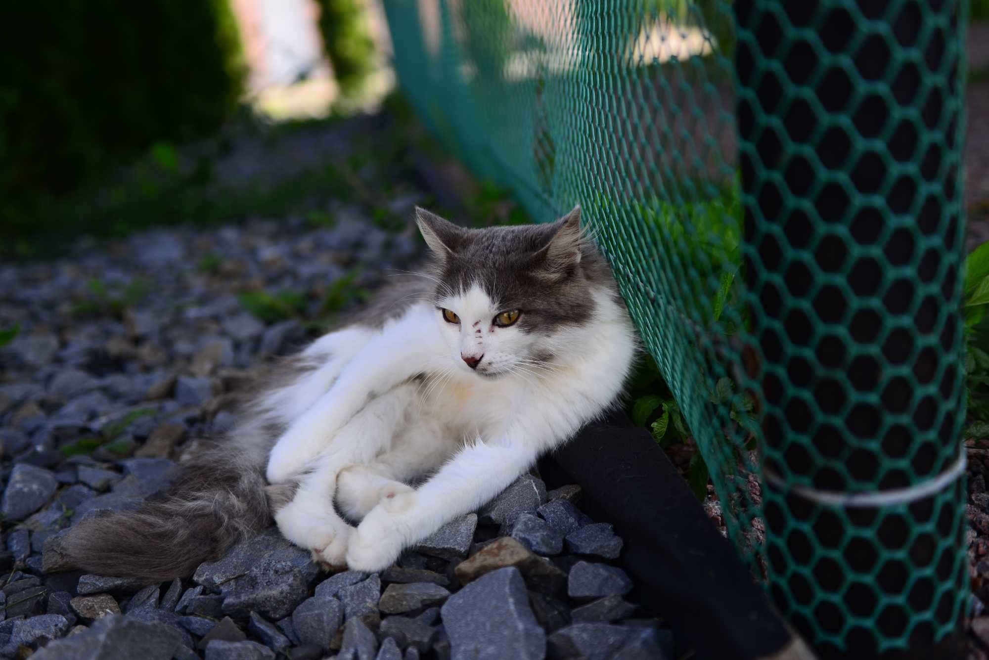 Sigma 24-70mm 2.8 nikon nikkor 50мм 1.8g
