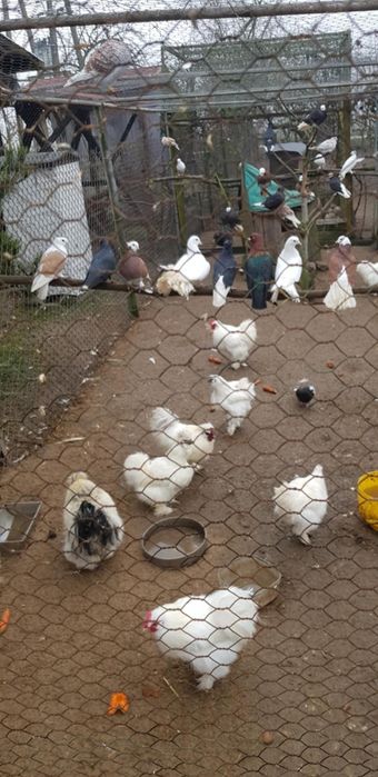 Sprzedam koguty silka