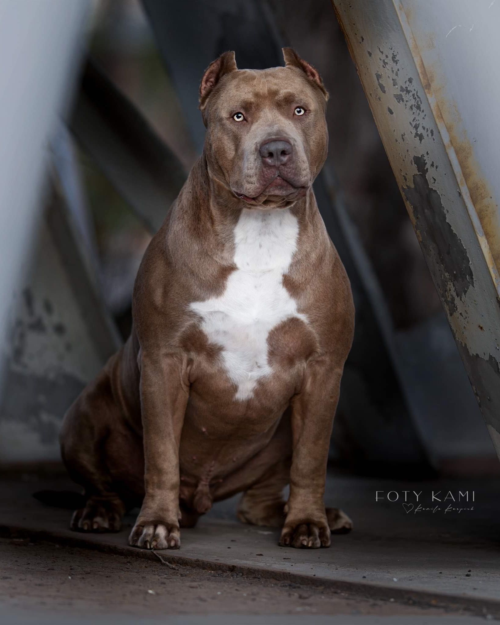 AMERICAN BULLY XL     syn Grand  Championa Logana