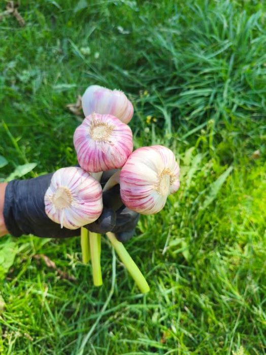Czosnek harnaś duże główki