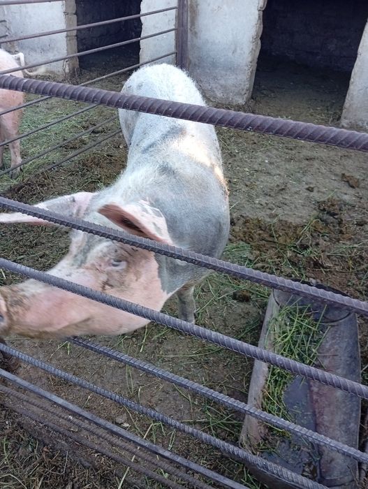 Свиноматку  молоду ландрас