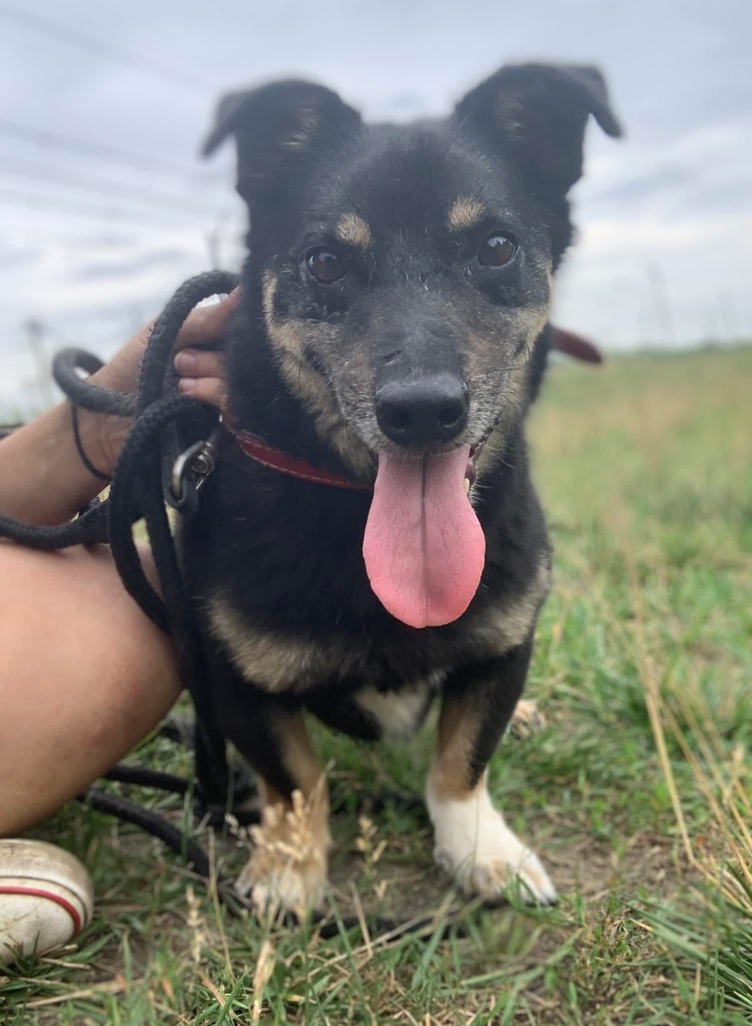 Szwejk do adopcji!