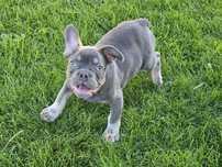 Buldog francuski blue niebieski