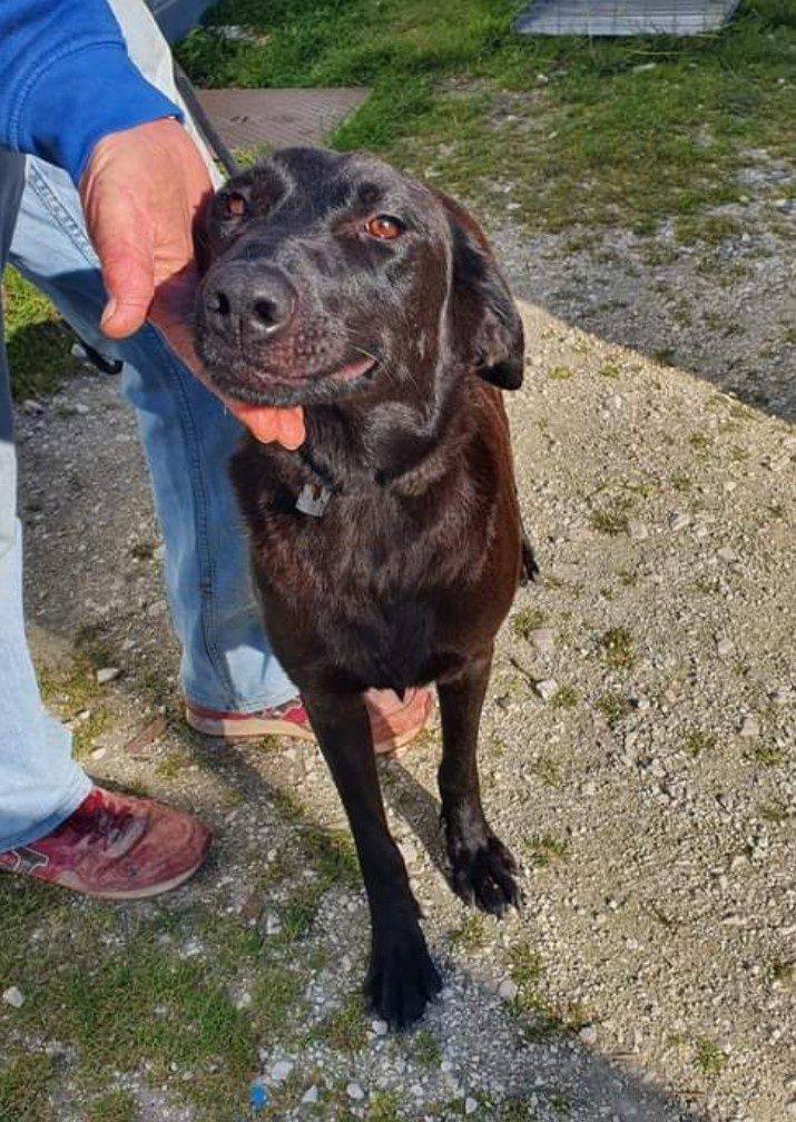 Sasha- cachorra de porte médio para adoção. Cruzada de labrador