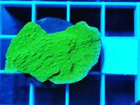 Montipora capricornis green fluo WYSYŁKA cena za szczepkę, morskie