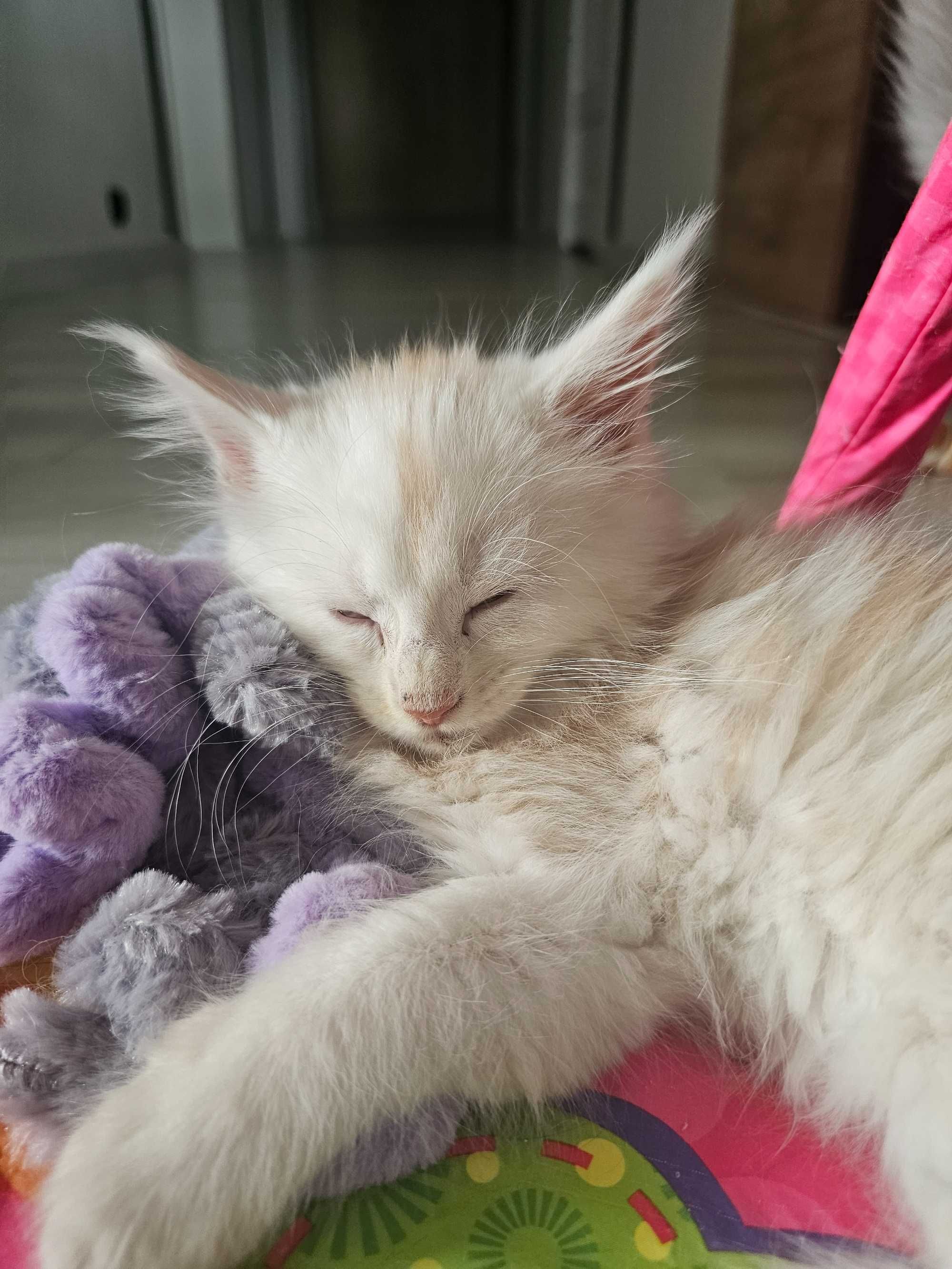 Maine coon rudy srebrzysty