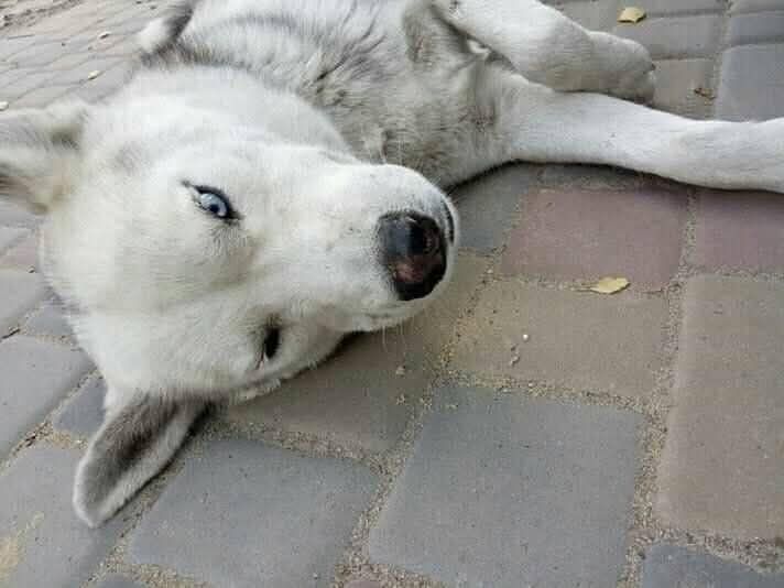 Пропав хаскі, шукаємо втікача Звенигородщина , хаска