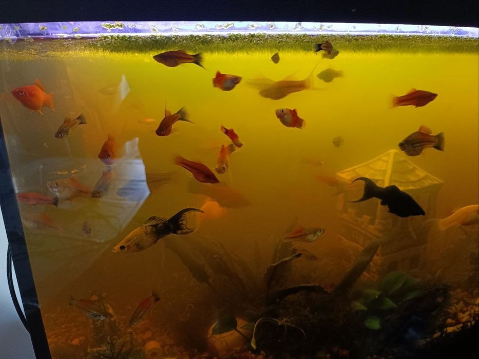 Sprzedam rybki miecziki