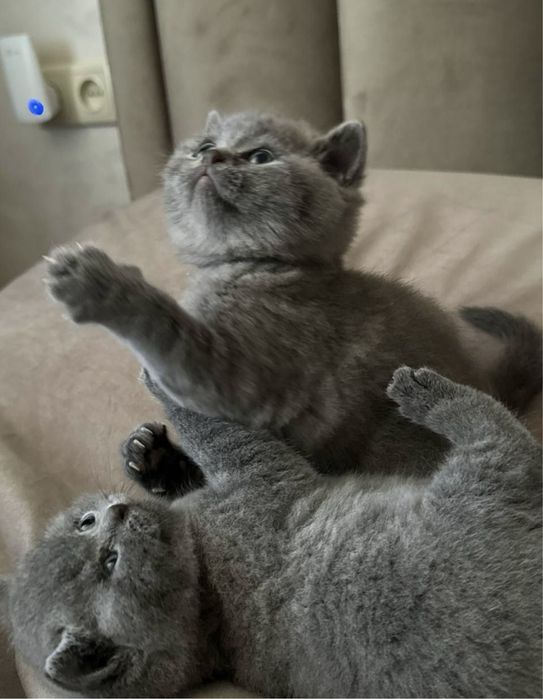 Шикарные британские котята с документами!