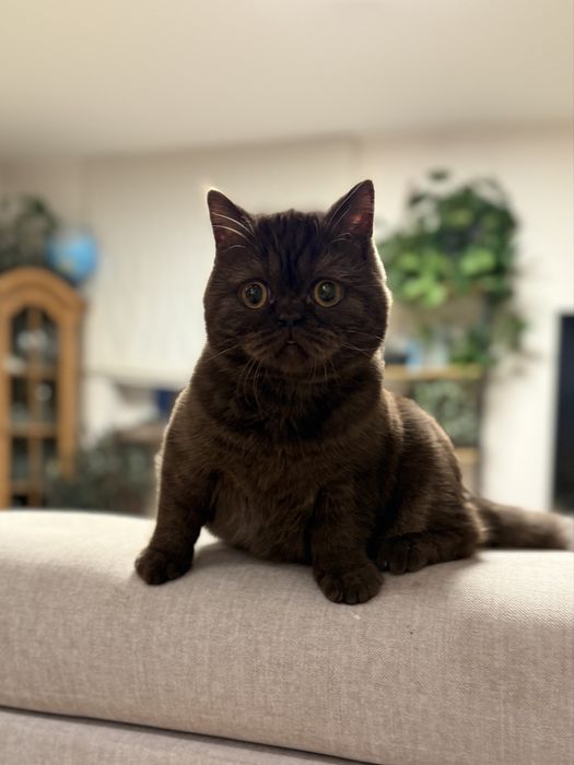 Czekoladowa szkocka koteczka