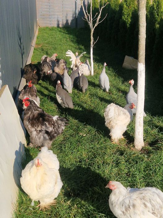 Kochin karzeł, olbrzym perliczka, liliput