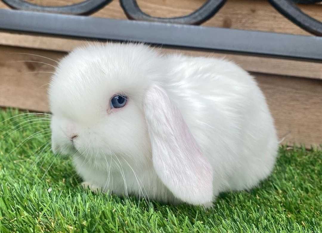 KIT Coelhos anões orelhudos, mini lop super inteligentes e dóceis