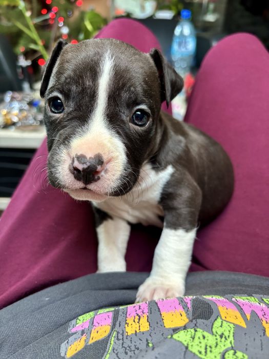 Amstaff szczeniak piesek