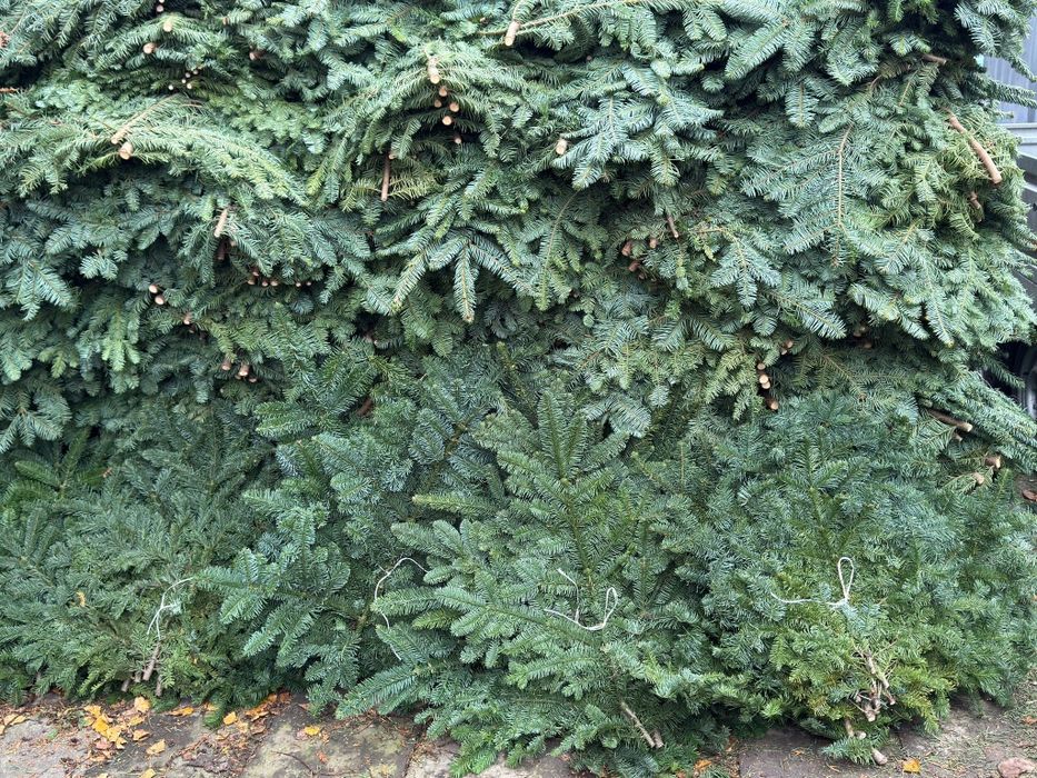 Jodła Nobilis gałęzie