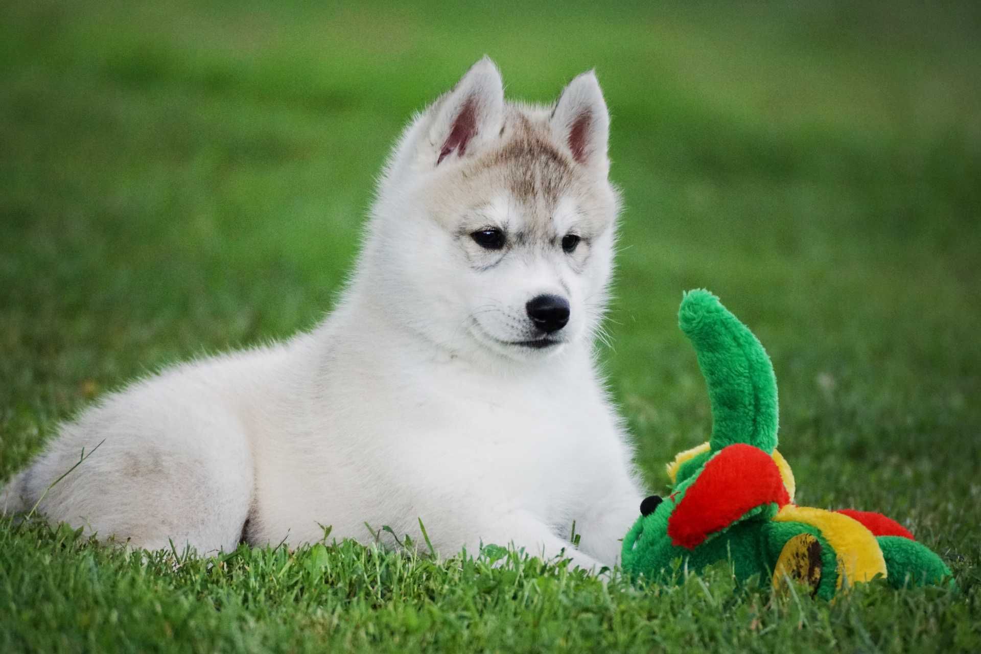 Piękny piesek husky z rodowodem FCI / ZKwP szczeniak husky