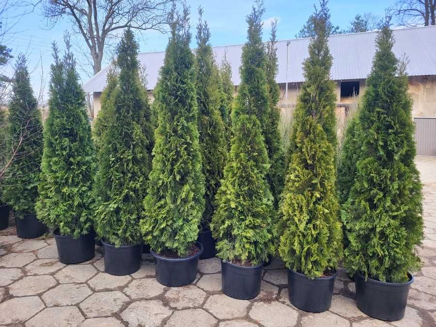 Tuje tuja szmaragd 140-150cm i inne z własnej szkółki transport