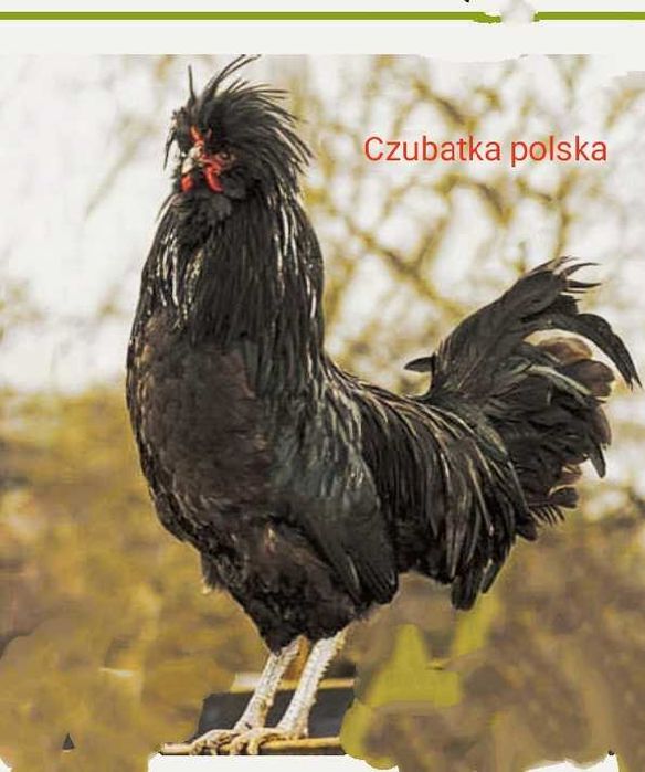 Jaja lęgowe kaczek olbrzymie, gesie i  kur ozdobnych dużych brahna i k