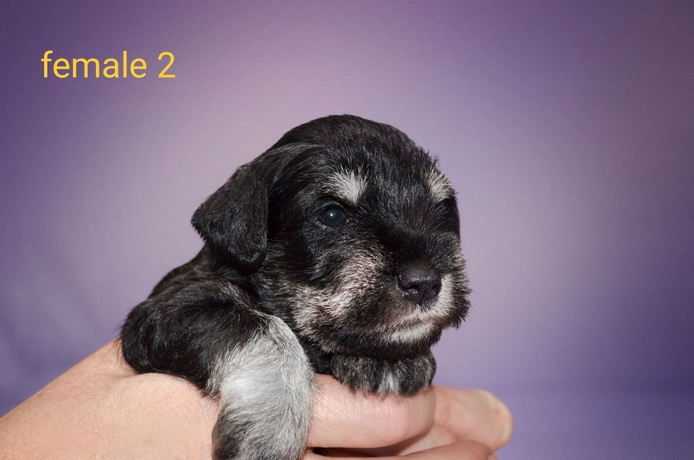 Цуценята цвергшнауцера