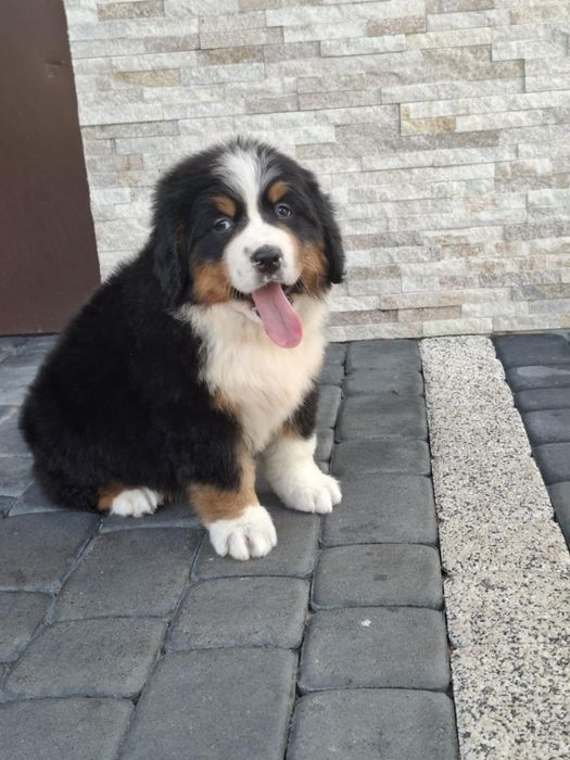 Berneński pies pasterski 8tyg z rodowodem