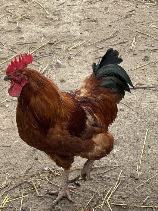 Galo adulto disponivel