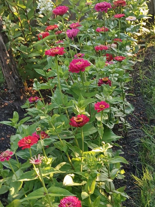 Cynie  liatra klosowata nasiona różne  kolory