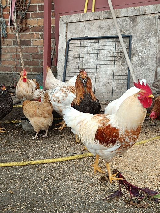 Koguty ozdobne czubatki