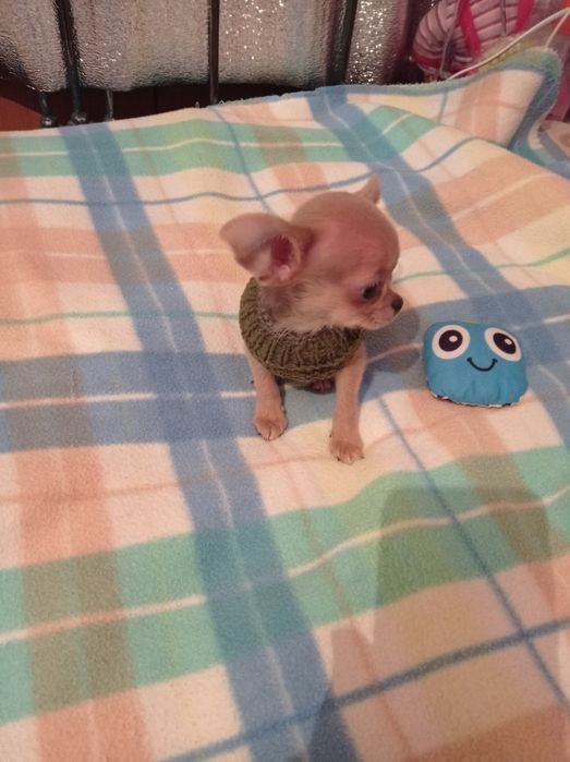 Чихуахуа в продаже