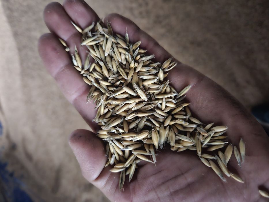 Sprzedam owies i przenice