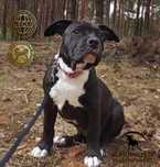 Amstaff FCI / ZKwP szczeniak suczka czarna American Staffordshire