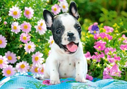 Puzzle 500 Zwierzęta Pies Buldog Kwiaty Castor 9+