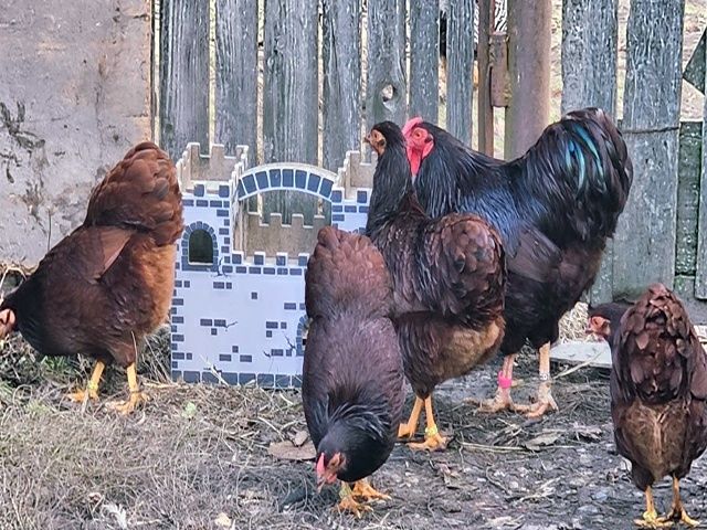 Інкубаційне яйце кур,курчата, Віандот лавандовий, помаранчевий,шоколад