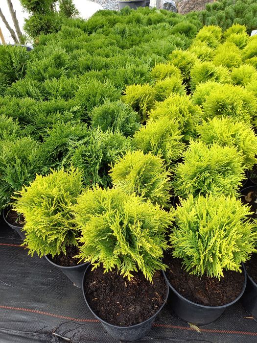 Kora sosnowa dekoracyjna, mielona.Katalpa.Tuja szmaragd,sosny, świerki