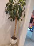 Dracena 170cm z doniczką