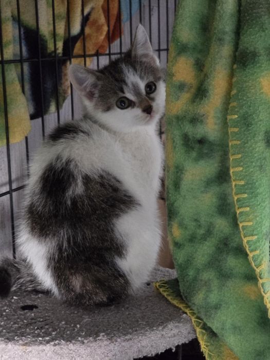 Kociaczki do adopcji od zaraz