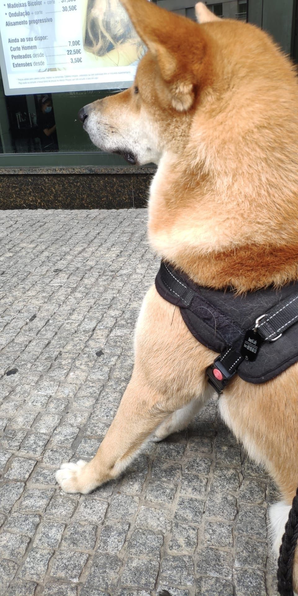 Procuro Namorada Para Akita Inu Macho (Acasalar)